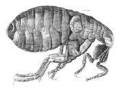 Observación de una pulga