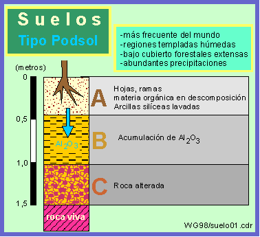 Suelo tipo podsol