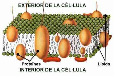 Esquema membrana celular