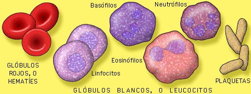 Celulas de la sangre