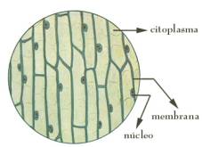 Observación microscópica epidermis