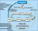 Ciclo del nitrogeno