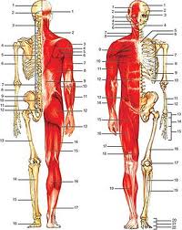 Anatomia humana 