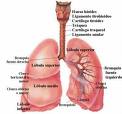 Anatomia vias respiratorias