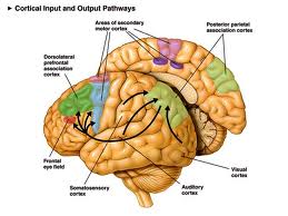 Anatomía cerebro