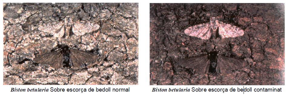 Biston betularia